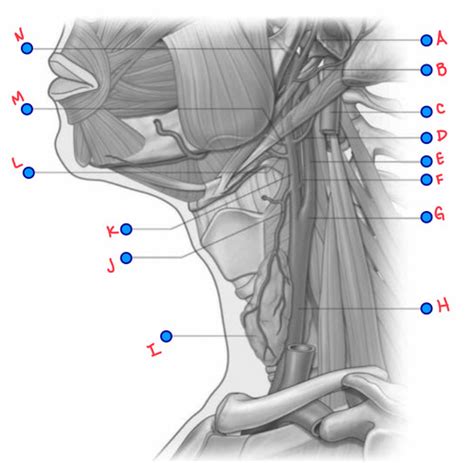 Gross Anatomy Ii Figure Flashcards Quizlet