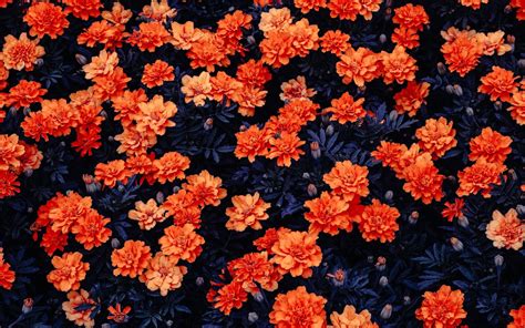 Orange Flowers Wallpapers | HD Wallpapers | ID #27029