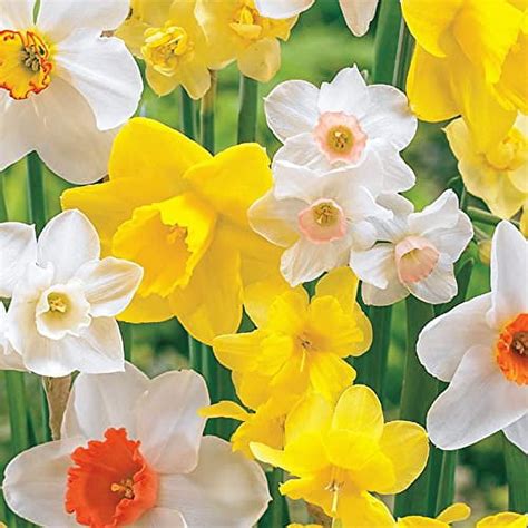 Daffodil Bulbs for Spring Planting Fall Mixed Daffodil Flower Bulbs 10 ...