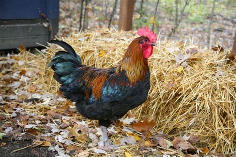 Welsummer Chicken Breed: A Full Review • New Life On A Homestead