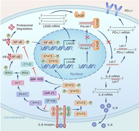 A Positive Feed Back Between Lin28let7 Axis And Nf κbstat3 Mediates