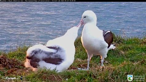 Female Royal Albatross Touches Down For Sunset Feeding DOC Cornell