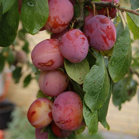 Prunus Domestica ‘victoria Find Haveplanter