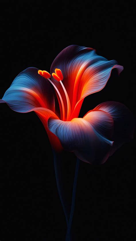 Oled Dark Flower Iphone Wallpaper K Iphone Wallpapers