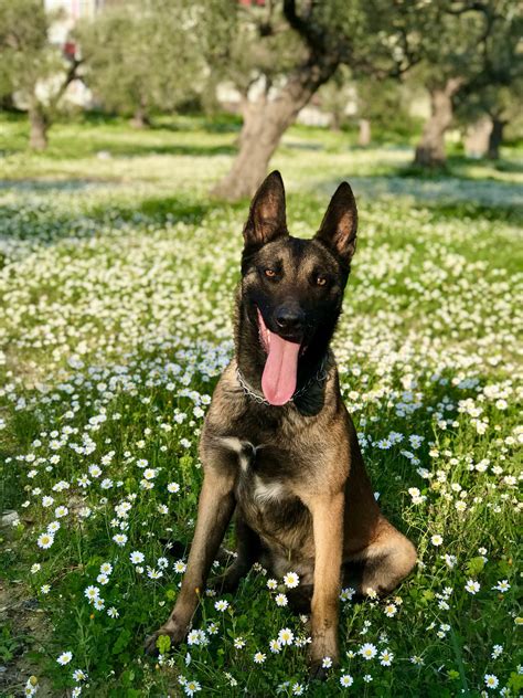 Bel Ika Kurdu Malinois K Pek Cinsi Zellikleri Ve Bak M Patiask