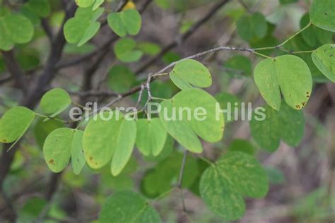 Bauhinia tomentosa L. – Welcome to eflora of Pune Hills, Maharashtra, India