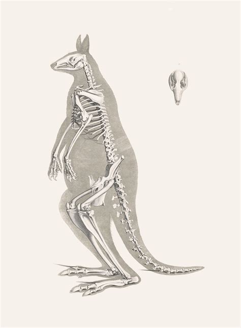 Red Kangaroo Skeleton – Product — The Public Domain Review