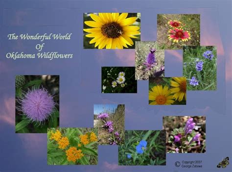 Oklahoma Wildflowers Purple Locoweed