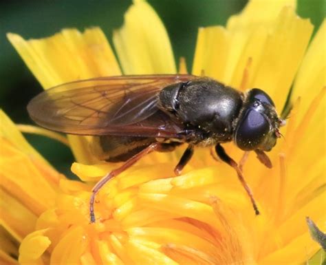 Cheilosia Fraterna INaturalist