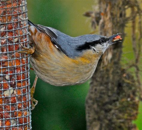 Nuthatch Facts - Nuthatch Information : Twootz.com