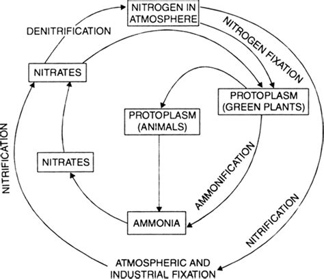 Simple Diagram Of Nitrogen Cycle