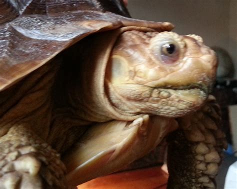 The Positive World Of Princess Peachy The Happy Sulcata Tortoise