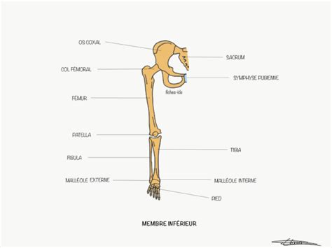 Membre Inf Rieur Fiches Ide