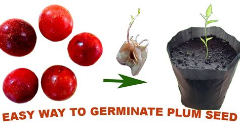 How To Plant A Plum Tree From A Pit Back Gardener