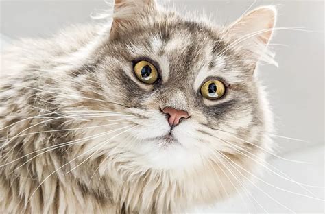 British Longhair Mixed Cat Breed Information And Characteristics