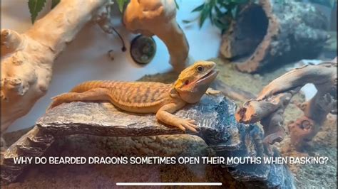 Why Do Bearded Dragons Open Their Mouths Whilst Basking Youtube