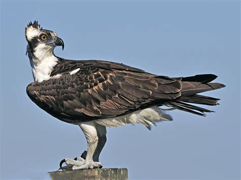 Osprey EBird Osprey Bird Ornithology Osprey