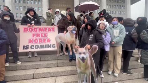 Corea Del Sur Aprueba Prohibir El Consumo Humano De Carne De Perro