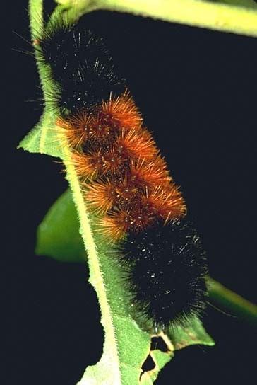 Newx Snowfall Forecast Contests Winter 18 19 The Woolly Bear