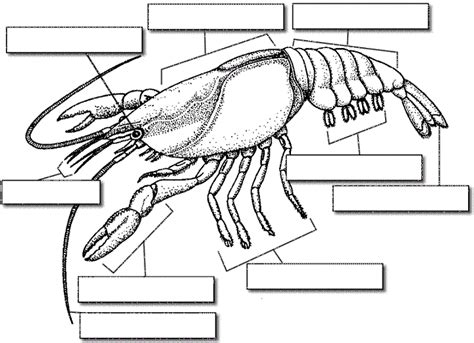 Crayfish External Anatomy