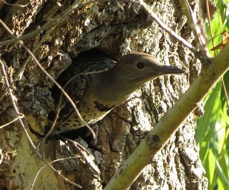 Northern Flicker Nest in South Burnaby, BC | Paul Cipywnyk's Blog