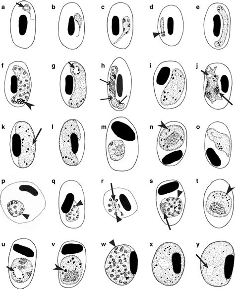 Morphological Features Of Blood Stages And Their Host Cells Of Avian