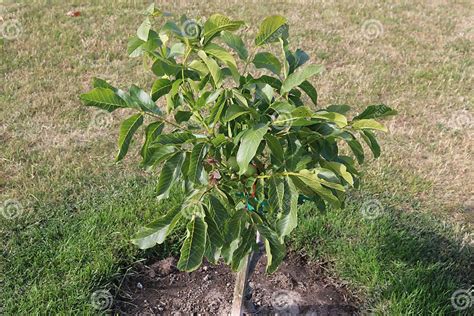 Het Gebladerte Van De Okkernootboom Juglans Regia Met Groen Fruit Die Beginnen Te Rijpen Groene