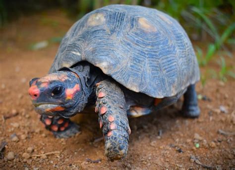 Tropical Tortoise Care Sheet Petmd