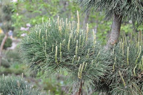 Ephedra General And Internal Structure Tajassus