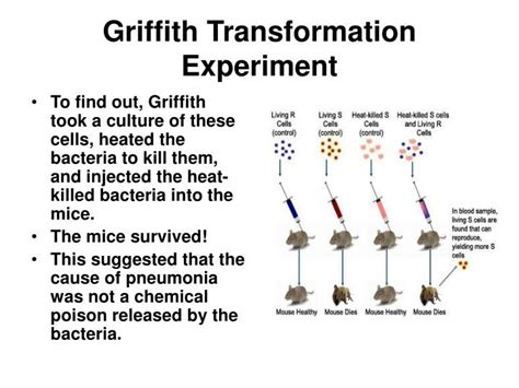 👍 Griffith mice experiment. Frederick Griffith: Experiment & Discovery ...