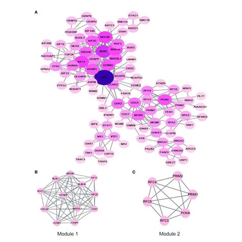 Ppi Network Of The Hub Genes The Color Of The Node Represents The