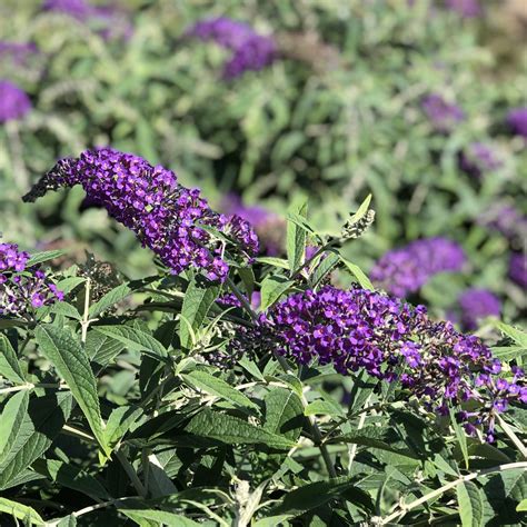 Buddleia LO BEHOLD Purple Haze - Buy Butterfly Bush Shrubs Online