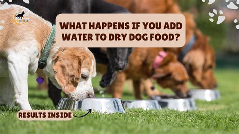 What Happens If You Add Water To Dry Dog Food Tested For My Dog Dog