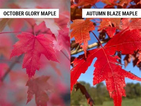 October Glory Maple vs Autumn Blaze (Differences and Similarities) – World of Garden Plants