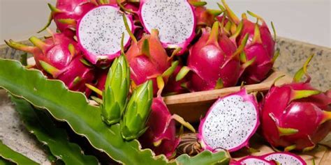 Embrapa desenvolve cultivares de pitaya para diferentes regiões do Brasil