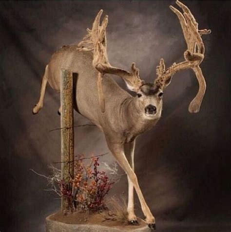 27 Best Awesome Deer Mounts Images On Pinterest Deer Mounts