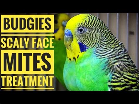 Budgies Scaly Face Mites Treatment Scaly Mites On Budgies Budgies