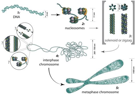 Dna Packaging