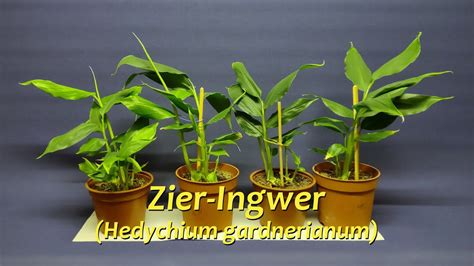 Zieringwer Kahili Ingwer Gelber Schmetterlings Ingwer Hedychium