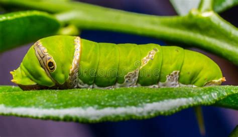 Caterpillar, Green Worm Eating The Leaves. Stock Photo - Image: 63141289