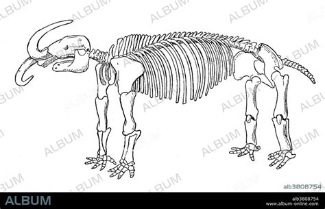 Missourium American Mastodon Cenozoic Mammal Album Alb3808754