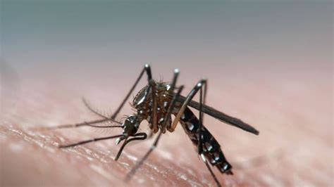 Dengue Cases Sa Pilipinas Sumampa Na Sa Halos 74 000 RMN Networks