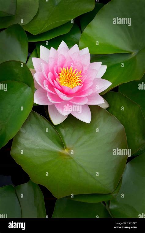 Feuilles De Lotus De Fond Feuilles Banque De Photographies Et Dimages