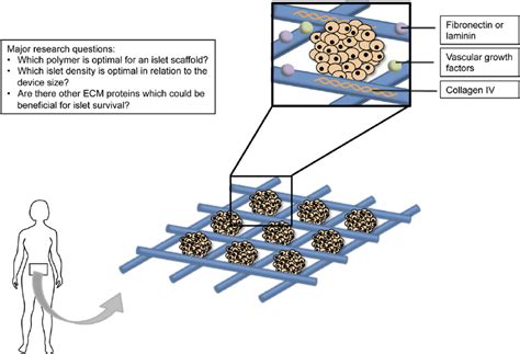 A Three Dimensional Biopolymeric Scaffold For Islet Transplantation