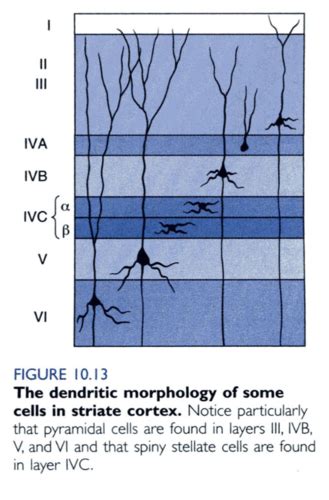 BIO BASES Visual Pathways In Engineering Ch 12 Terms Flashcards