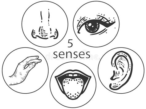 5 Senses Icons Stock Illustrations – 57 5 Senses Icons Stock ...