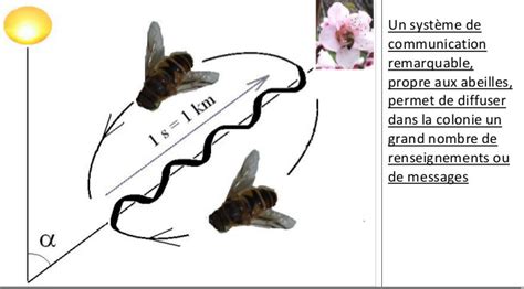 Education Lenvironnement Et Entomologie En Ethiopie Quel Est Le