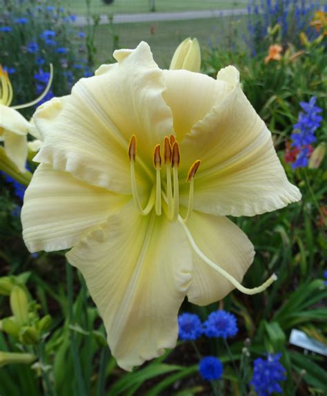 Oak Hill Daylilies Heavenly White Swan