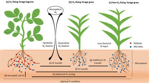 Nitrogen Transfer From N Fixing Forage Legume And Grass To Non N