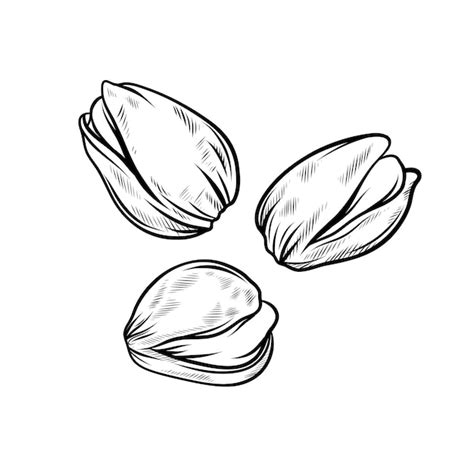 Premium Vector Pistachios Vector Han Drawn Illustrations Isolated On